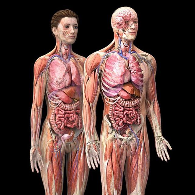 HUMAN ANATOMY & PHYSIOLOGY 🧠 📚 by Dr. Jigyasha..🩺