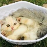 SENARAI JUAL BELI KUCING MALAYSIA