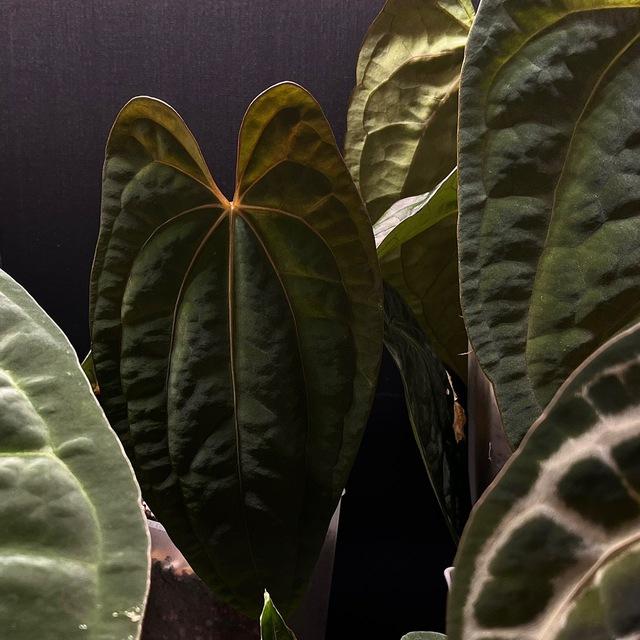 YuVita | Aesthetic Plants house🌿