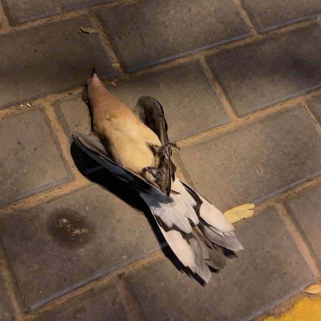 حِمَى الأيهَم