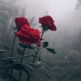 صباح🌷ومساء الورد🥀