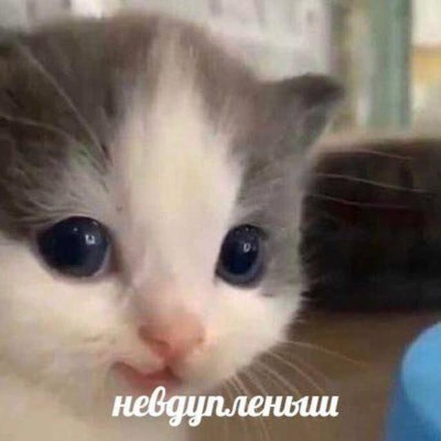 мемная комната