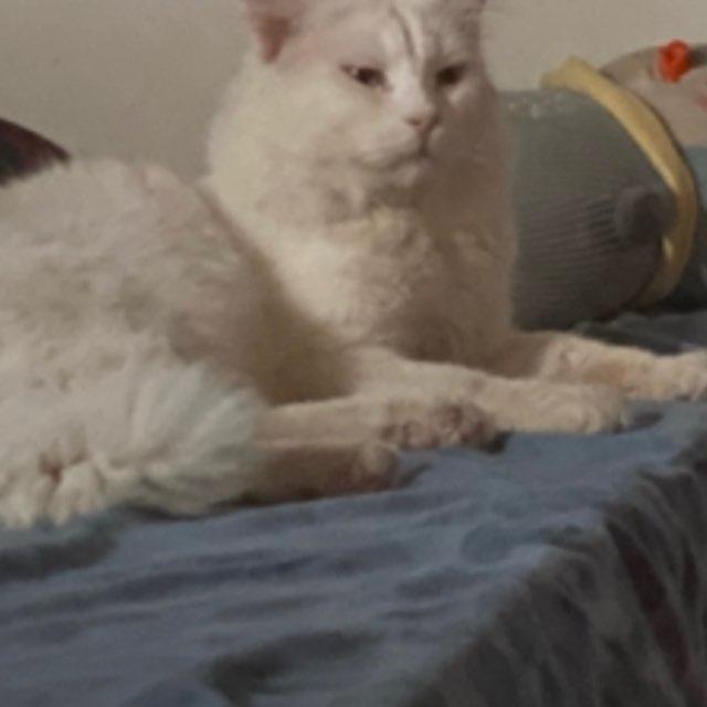 -جاندوست .