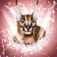 Exotic_catbig