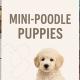 Mini poodle puppies