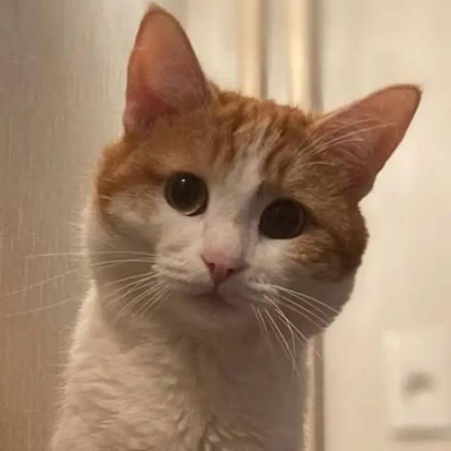 Цифровой памятник Коту Твиксу🇷🇺
