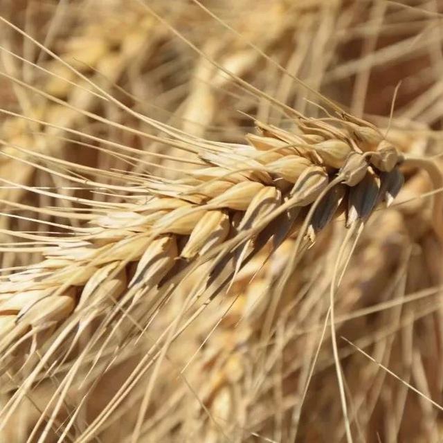 RUSIAN WHEAT, CORN, BARLEY AND OTHER CORN PRODUCTS BUY / SELL EXPORT / IMPORT