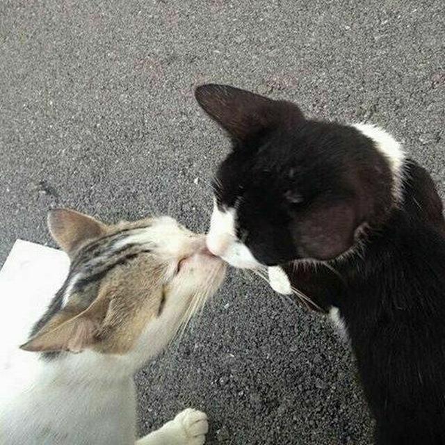 котики/стикеры/гифки💗