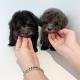 Toy Poodle Puppies