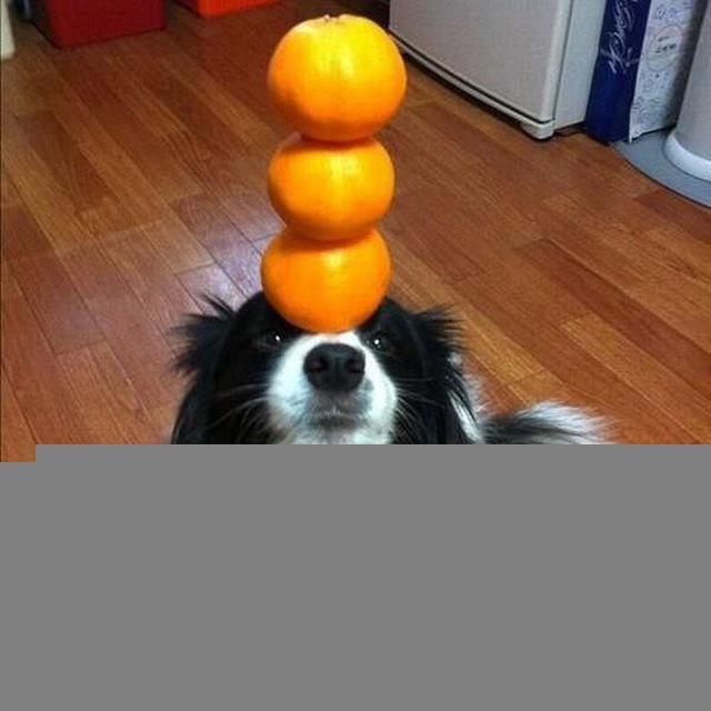 перьезд! косая челка U^ｪ^U