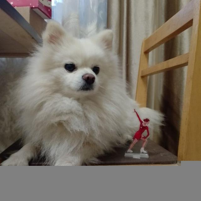 sɴoᴡ ғʟᴀᴋᴇ ᴅoɢ🐾❄