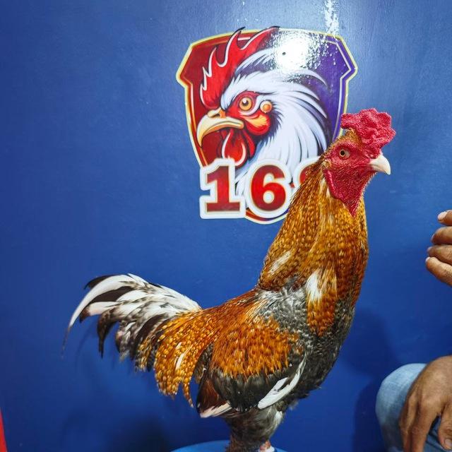 មាន់ជុល24h