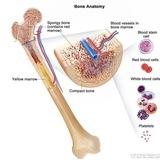 Marrow Lectures 1st year | Marrow lectures | 1st yr Marrow | Anatomy | Ashwani sir | dr Ashwani | Biochemistry | Marrow ed 8