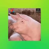XỬ LÝ TIỀN BẨN