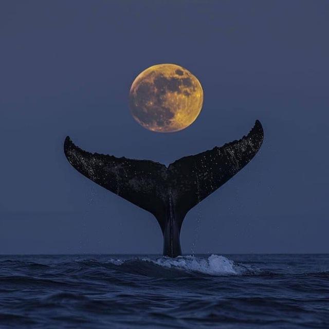 شب‌های بی‌ماه🌙