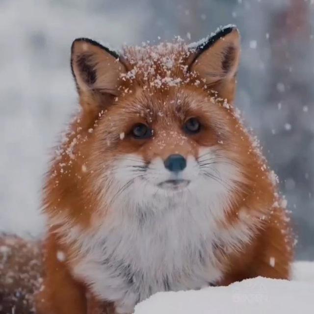 Animals