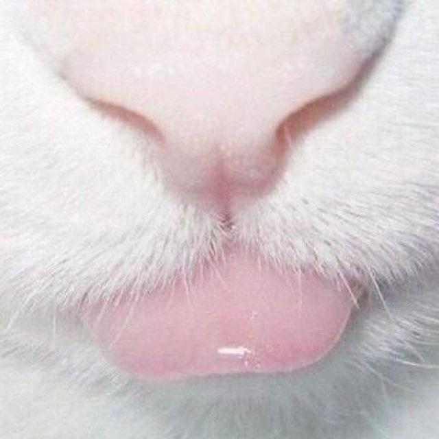 𓆩ᥰρᥙᴛ᧐н ᥊ᥙκκᥙ𓆪🪷