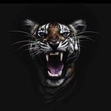 King Fashion gros 13
