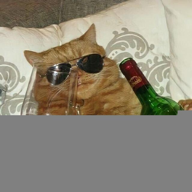 мемы кошков