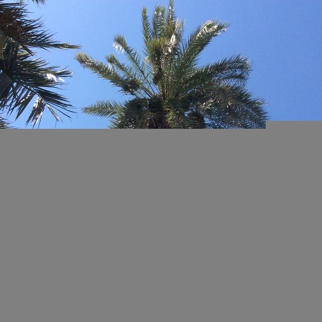 محمد بن عبد الحي