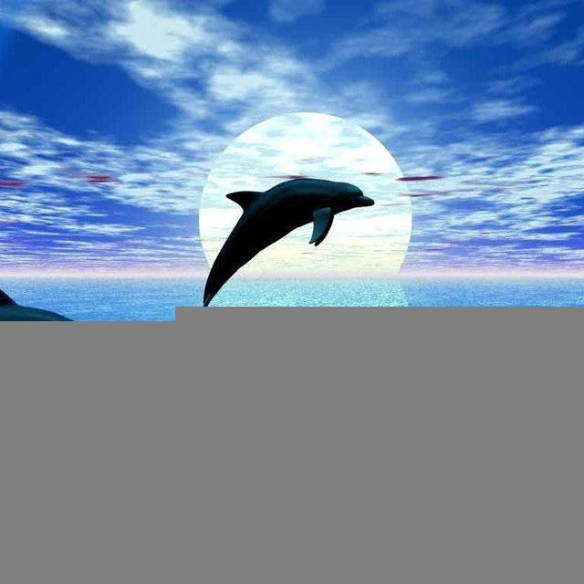 Dolphin Call