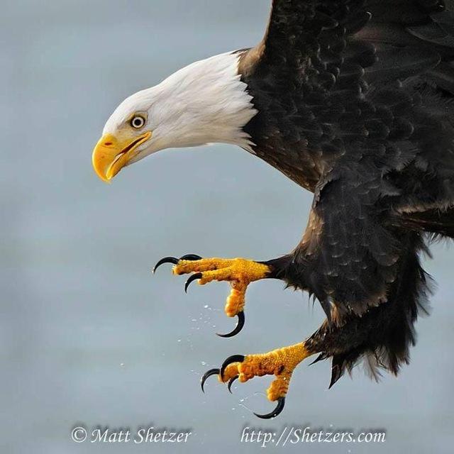 EAGLE TALQNS
