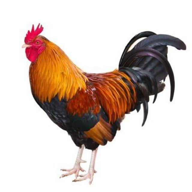 Hammurabi 🐓
