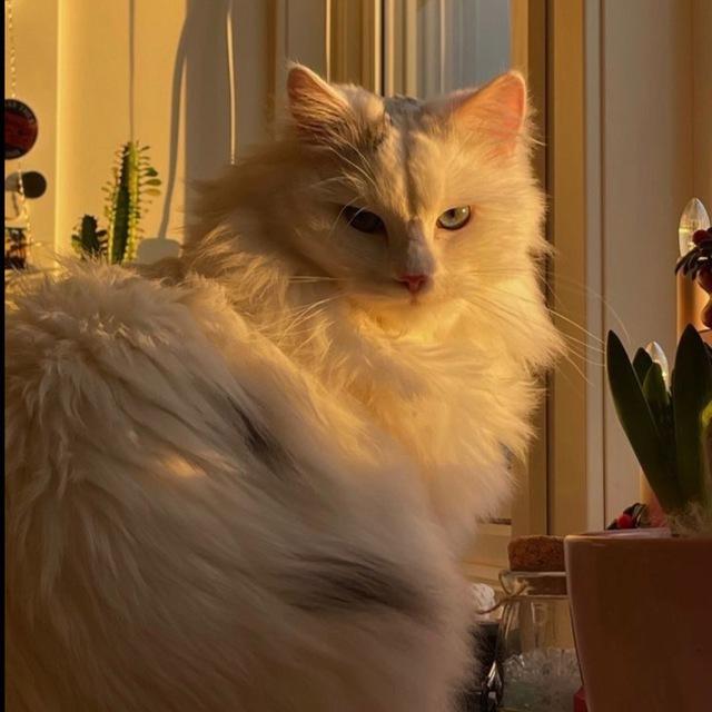 пиар чат🐈catraff