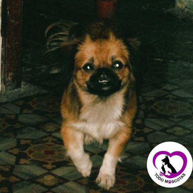 🇨🇺TODO MASCOTAS🐾®ᴼᶠᶦᶜᶦᵃˡ