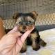 Poodles Frenchies and Yorkie puppies