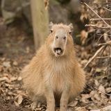 capybara daily _برگچه خوار روزانه
