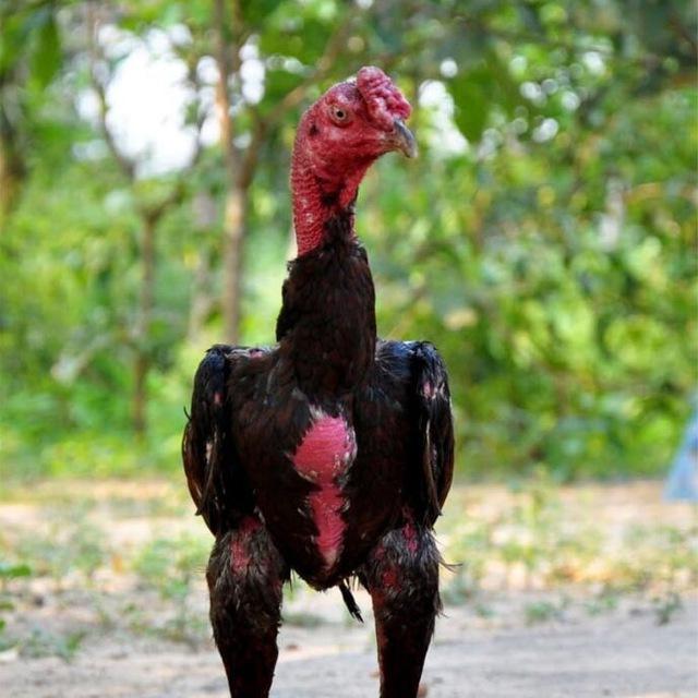 កសិដ្ផានថ្មពួកNR_KH