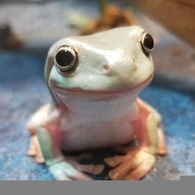 Frogs Frogs Frogs
