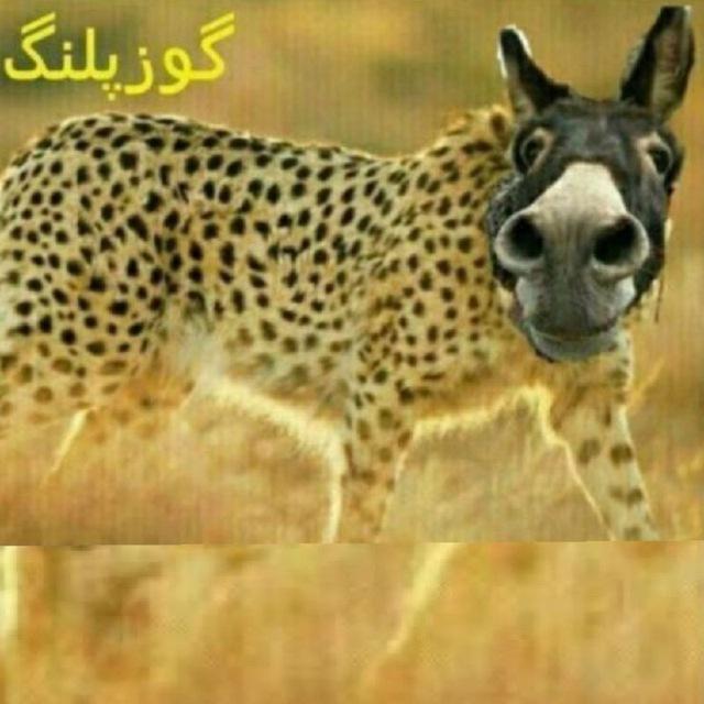 پروکسی گوز پلنگ 🦁