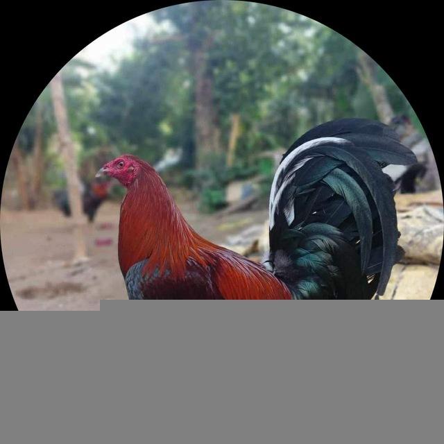 បក្សីផ្ការីកគ្រប់រដូវ🦅