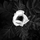 The White Rose - Italy
