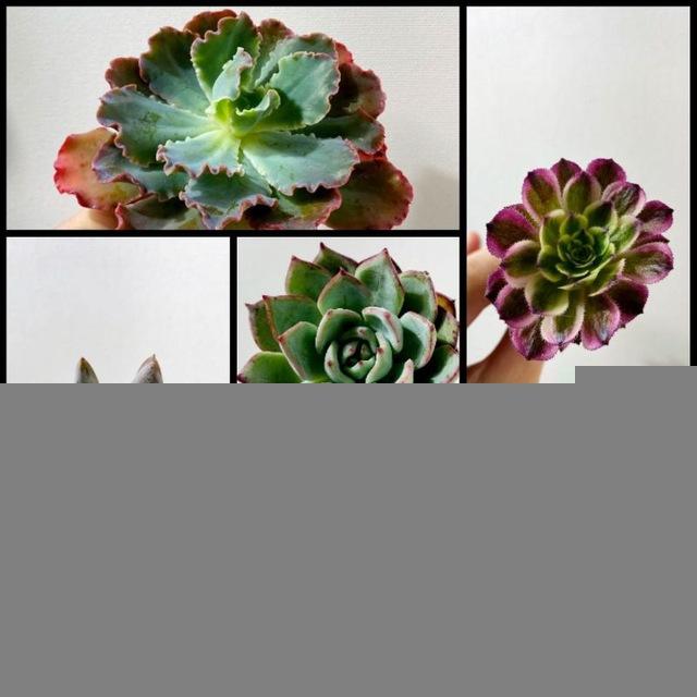 Succulents Dreams TON NFT