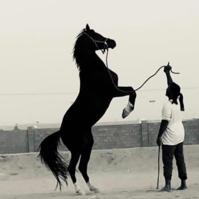 ابو عبدالكريم مربط الويلان