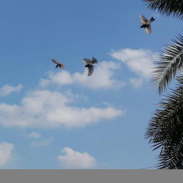 قناة مقولات _اقتباسات_اشعار🌚🦋🌏