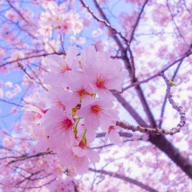 مَا يؤنسُ الروحَ سَلاماً.💞