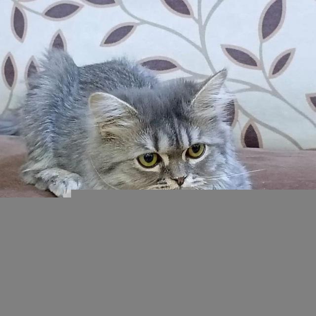 - ساحَة وينديَ♡゙.