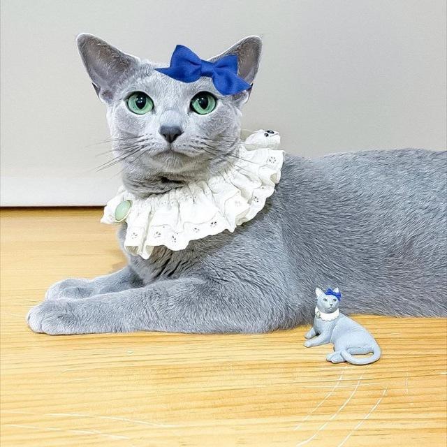 Cats and Kittens for Rehoming in #USA.Orlando,Talkeetna,Miami,Denver,Atlanta,Alliance,New York,Scott