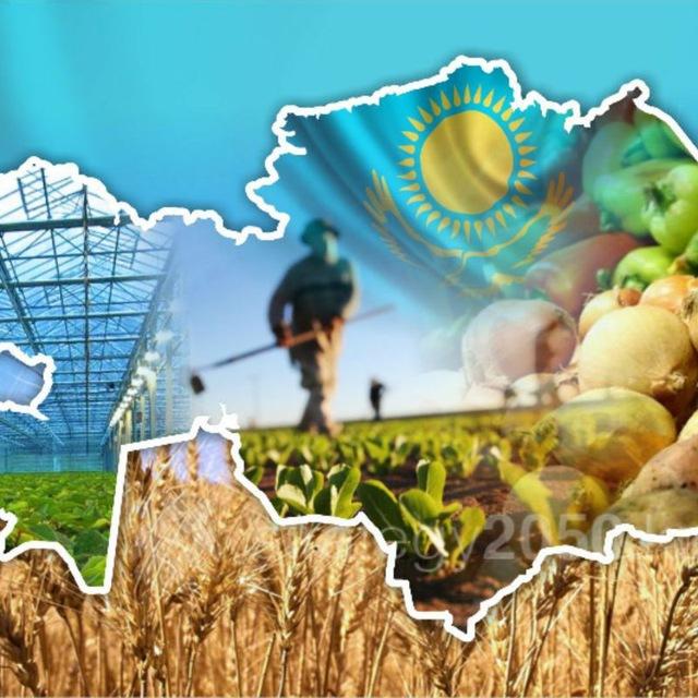 Зерно рынок Казахстана