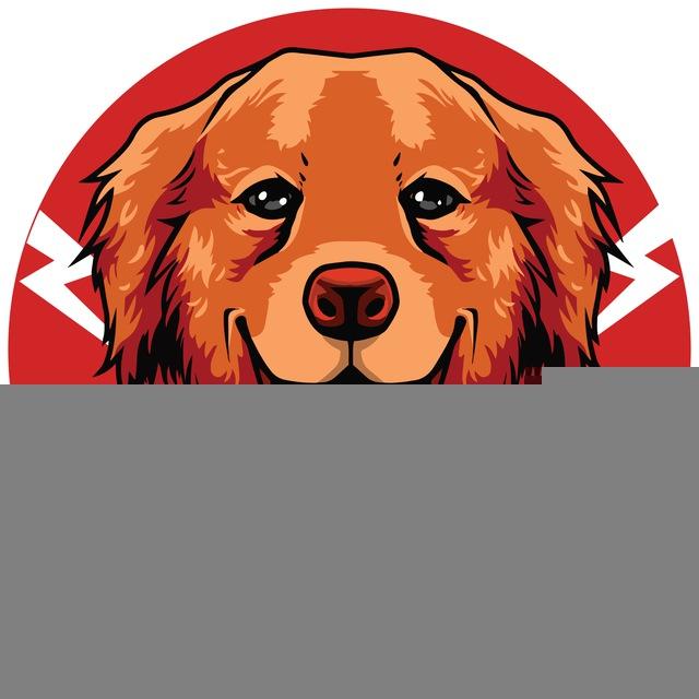 Portal - MRI -Marshall Inu