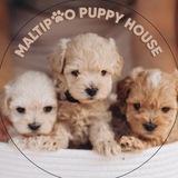 Maltipoo puppy house