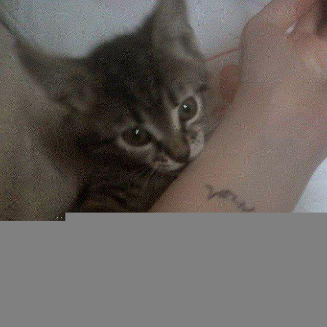 cat therapy 🐾