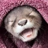Lola The Otter Portal