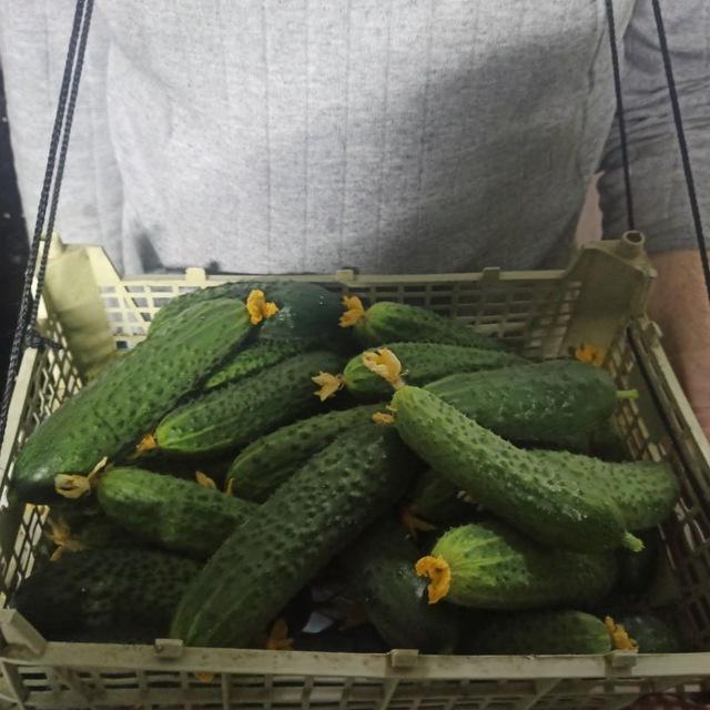 Дачники Рязани