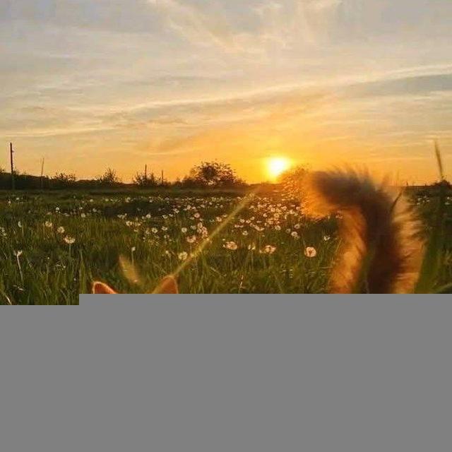 🌾Мрійниця_ua🌻