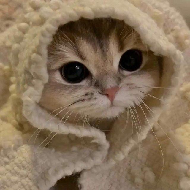 взаимные подписки 🍒​ реакции
